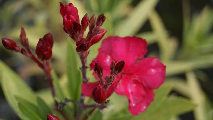 nerium_oleander_bambuswald1 Oleander, Nerium oleander