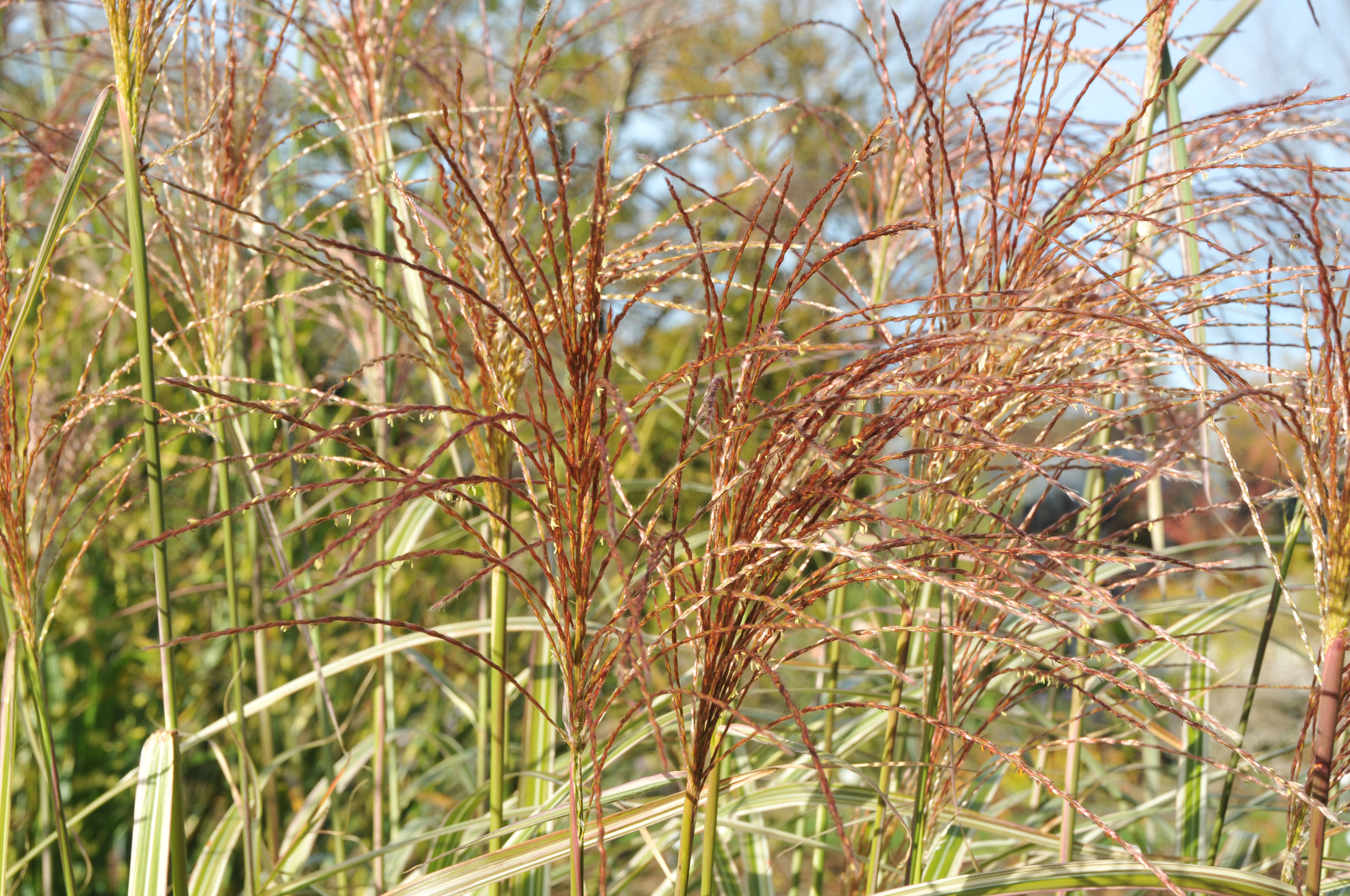 missvariegatus8 Weißbuntes Chinaschilf, Miscanthus sinensis Variegatus