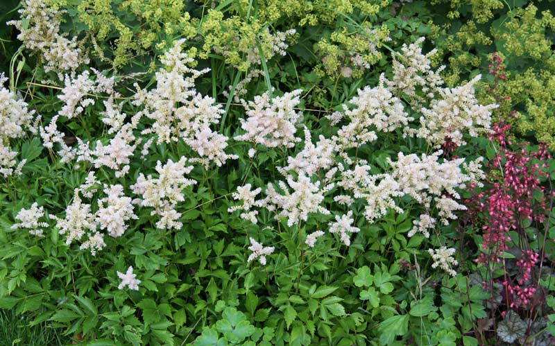 Astilbe in Sorten, Chinesische Prachtspiere