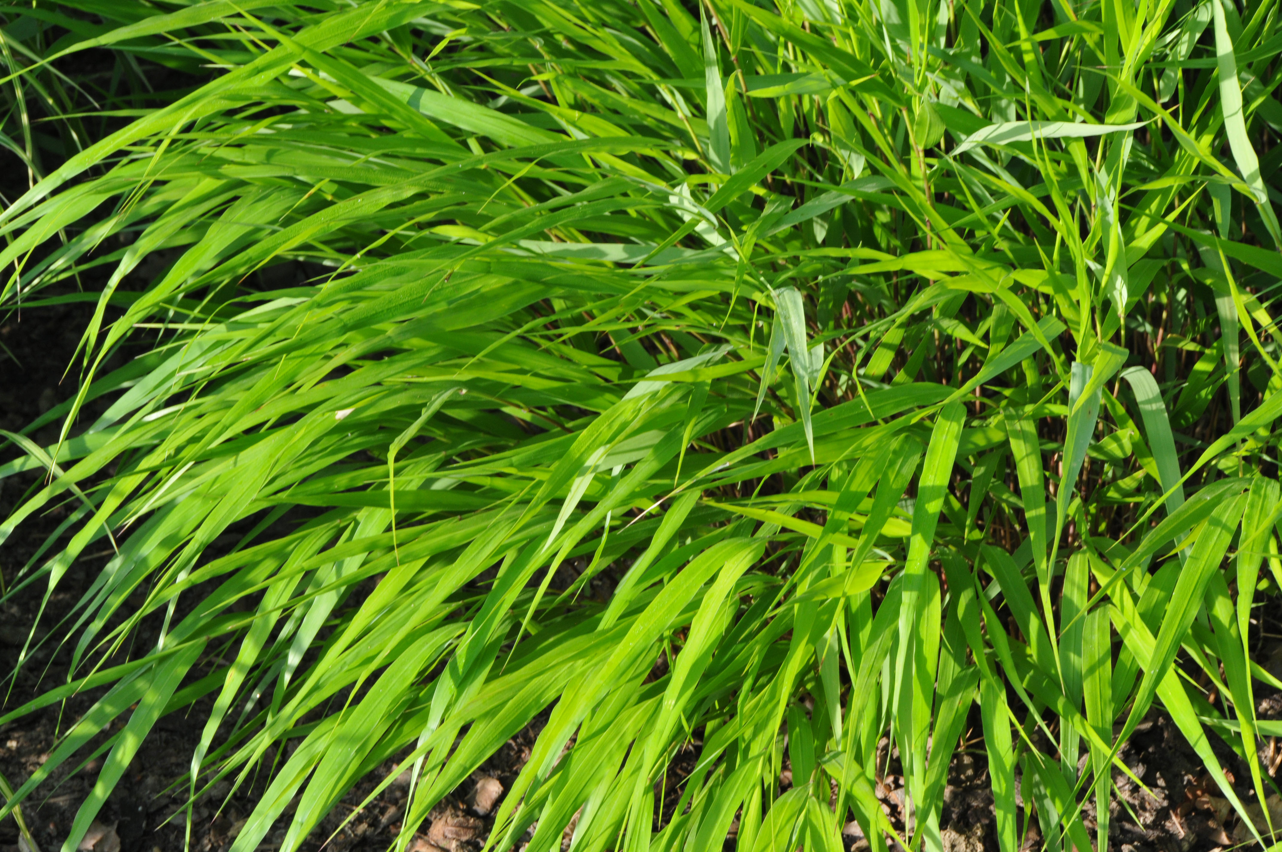 hmmgreenhills4 Japangras, Hakonechloa macra in Sorten
