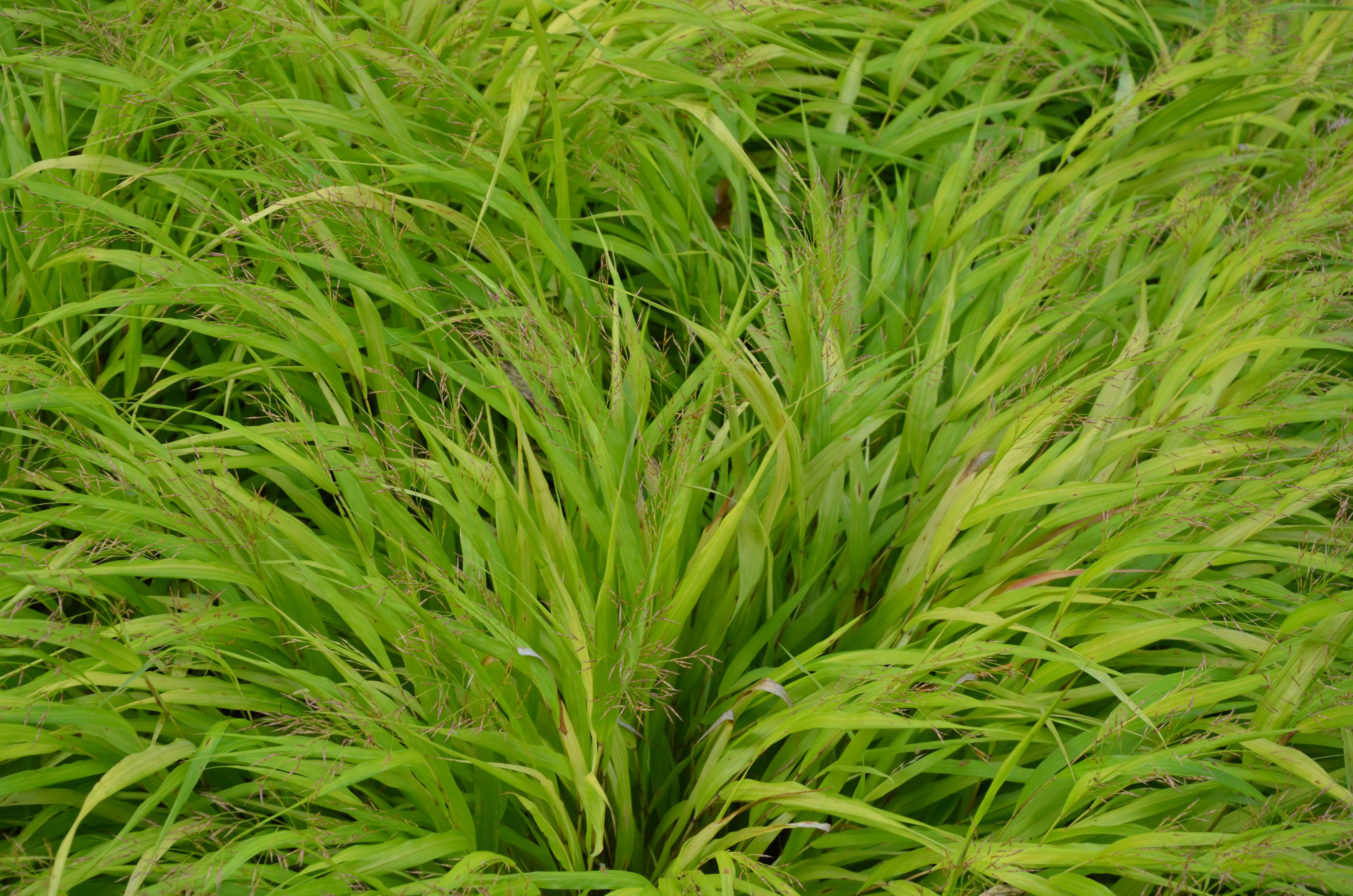 hmmallgold4 Japangras, Hakonechloa macra in Sorten