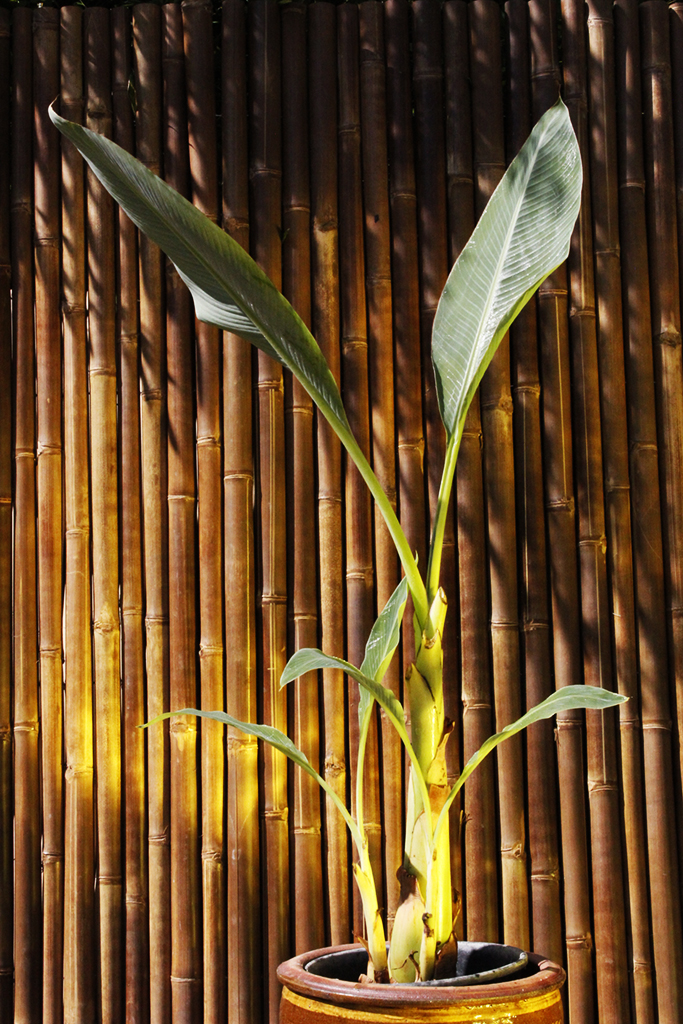 _MG_0013T8mlW21wJ5f0x Golden Lotus Banane - Musella Lasiocarpa