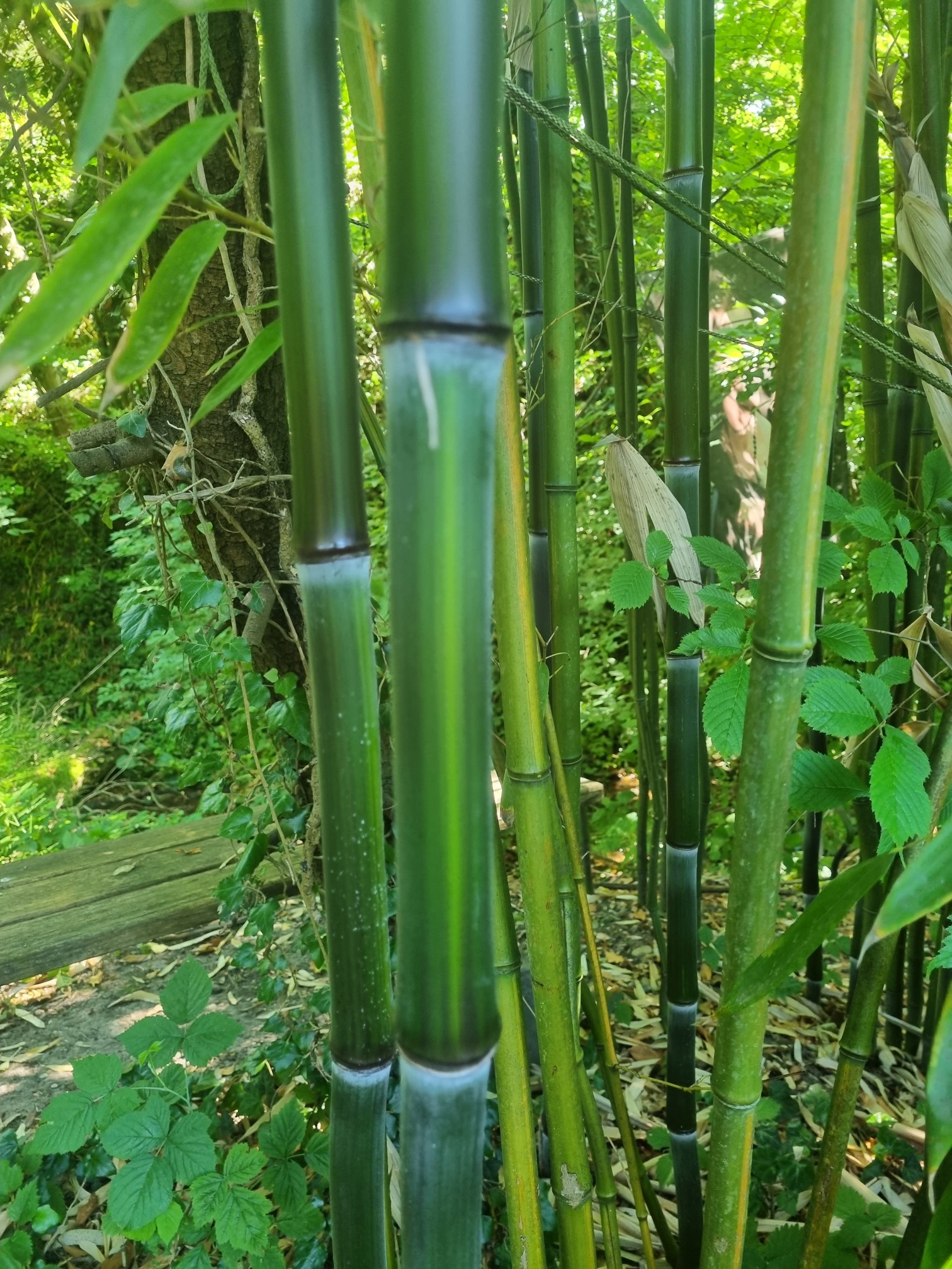 Rauher Gelbrinnenbambus, Phyllostachys aureosulcata McClure