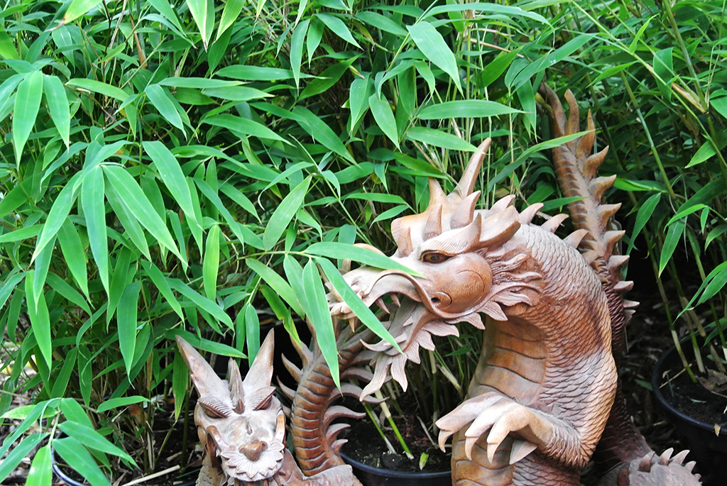 DragonKing2 Dragon King Bambus, Fargesia Dragon King