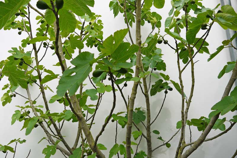 ficus-carica-echter-feigenbaum-bambuswald2 Ficus carica, winterharte Feige