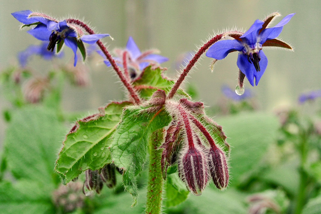 Borretsch, Borago officinalis