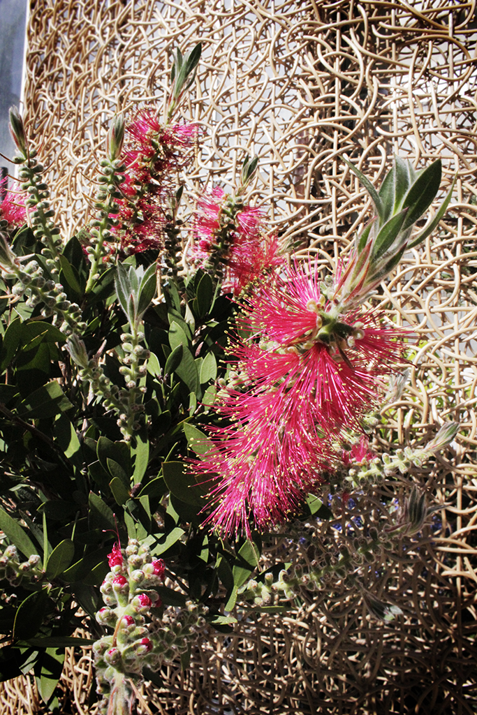 Callistemon3 Zylinderputzer, Callistemon citrinus