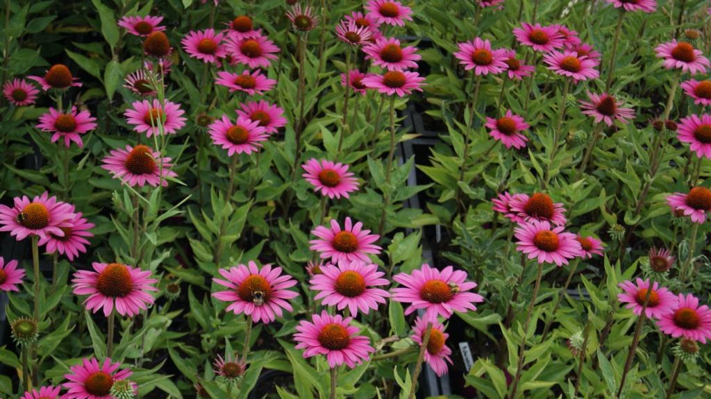 DSC07730 Sonnenhut, Echinacea purpurea in Sorten