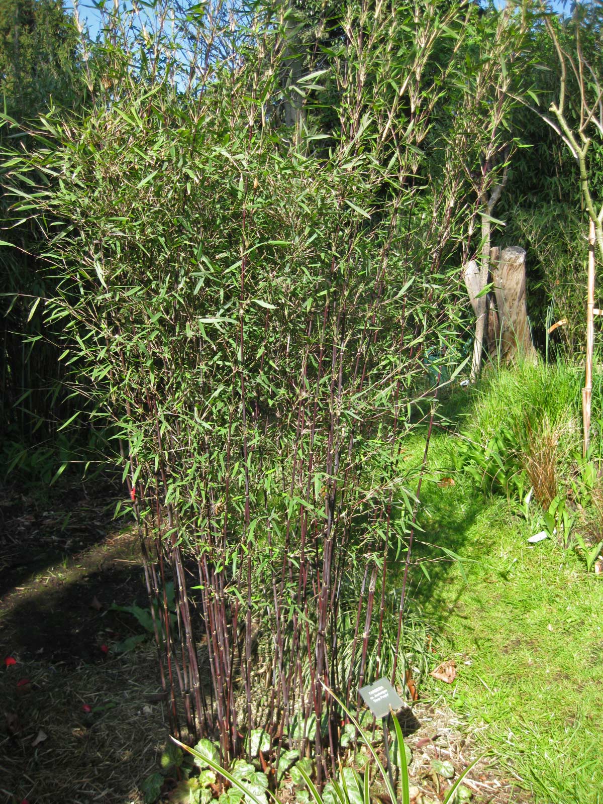 Bambus-fargesie-nitida-jiuzhaigou-deep-purple-struik-1 Fargesia jiuzhaigou Deep Purple