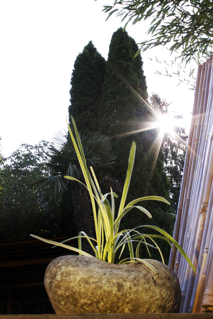 Feinhalm-Chinaschilf Graziella, Miscanthus sinensis Graziella