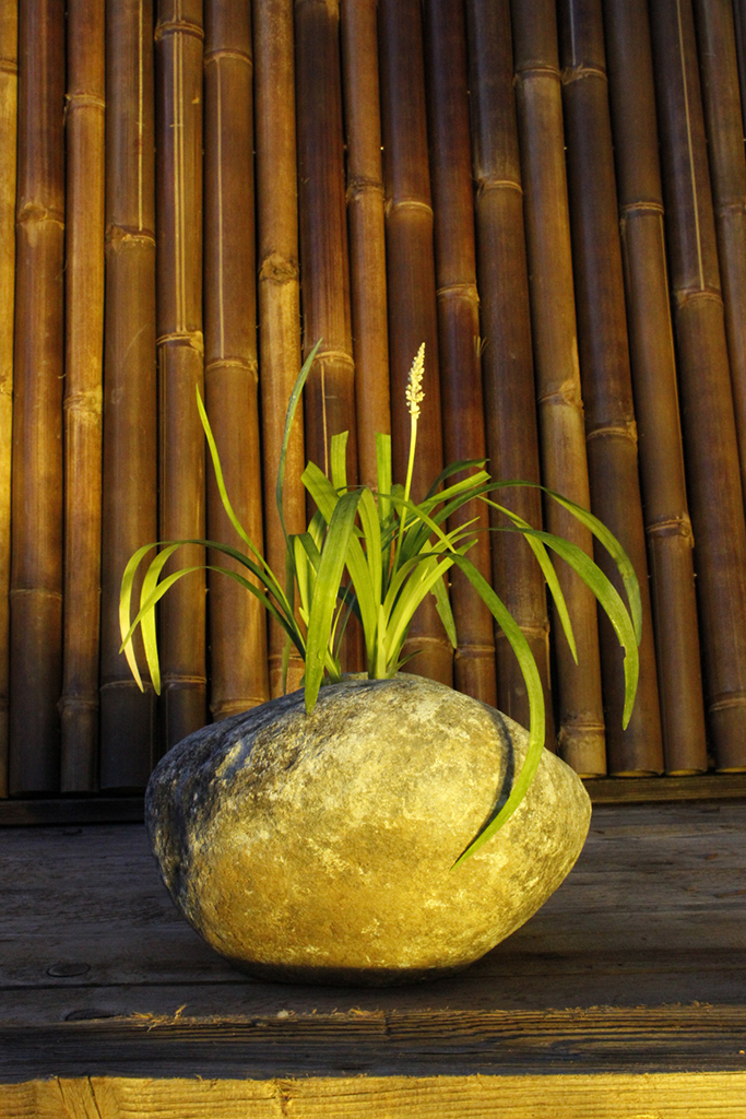 _MG_0106 Glöckchentraube - Liriope muscari Monroe White