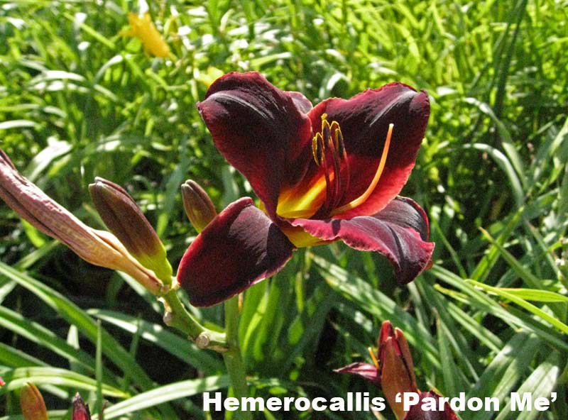 hemerocallis-taglilien-pardon-me Taglilie, Hemerocallis in Sorten