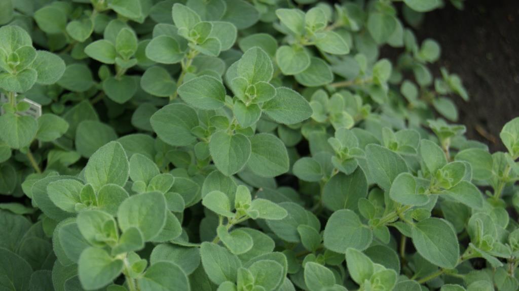 Scharfer Oregano, Origanum Hybride Hot & Spicy