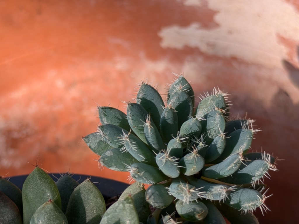 Echiverie setosa, Echiveria setosa