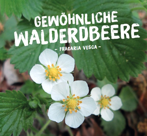 Fragaria-vesca Wildpflanzen Paket Balkonkasten