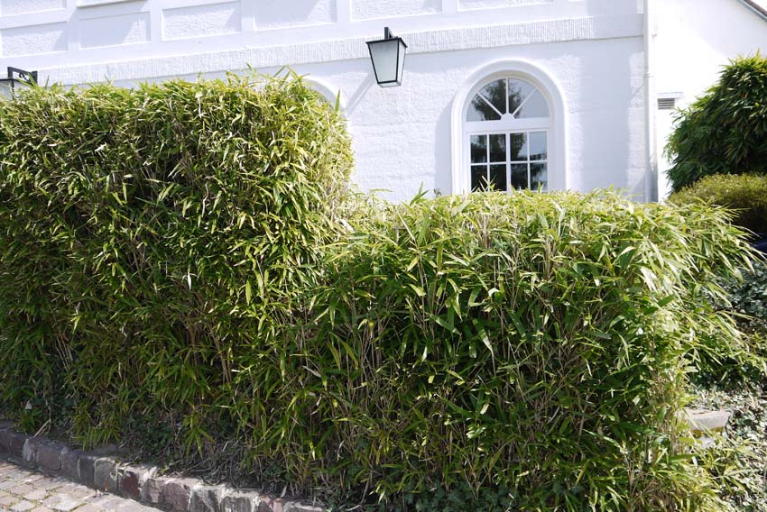 pseudosasa-japonica-hecke-bambuswald-115175aa4743d7d Pfeil Bambus, Pseudosasa japonica
