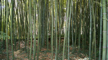 phyllostachys-prominens-bambuswald-6 Phyllostachys iridescens