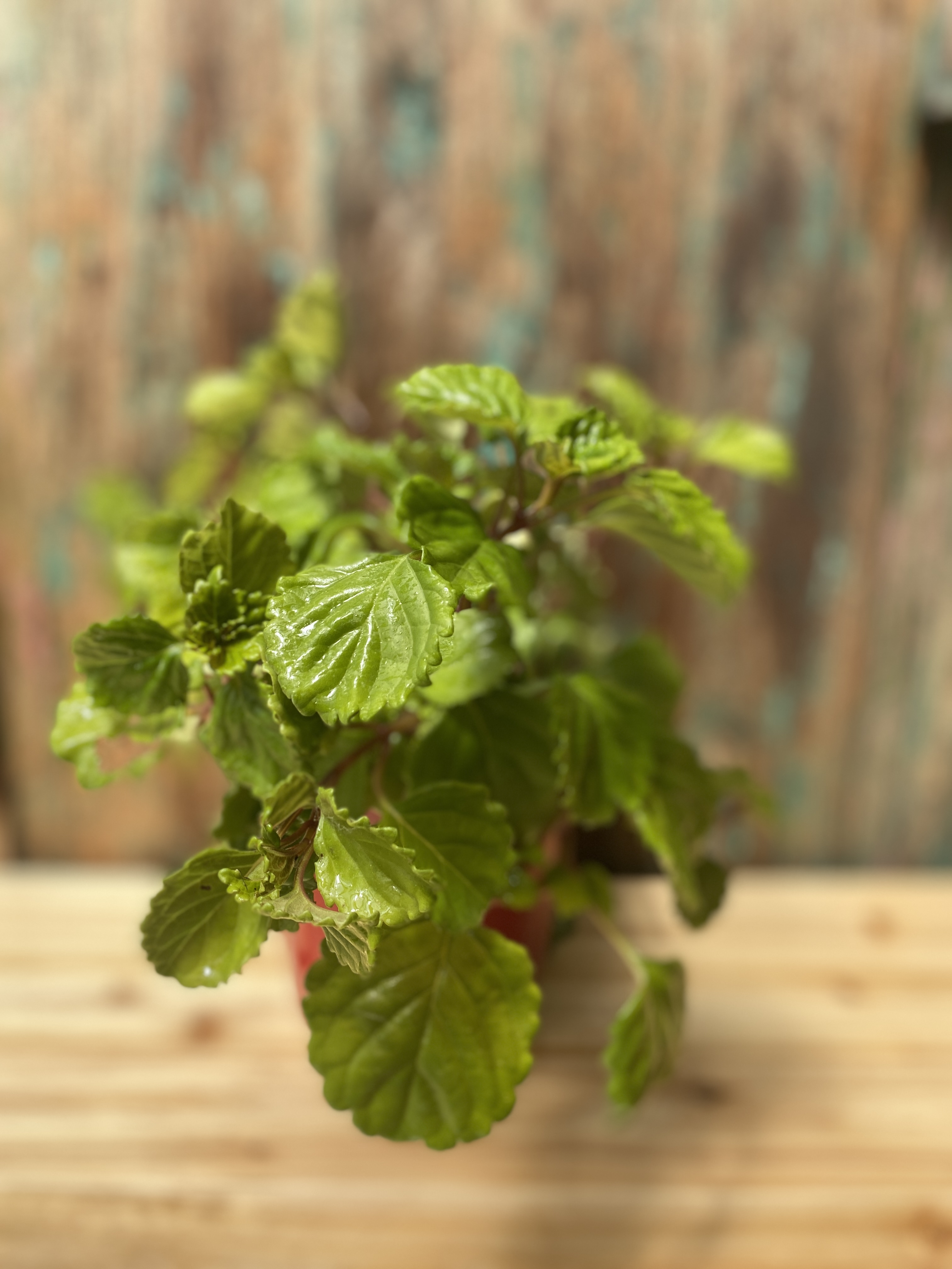 Harfenstrauch 'Charlie Chaplin' , Plectranthus verticillatus