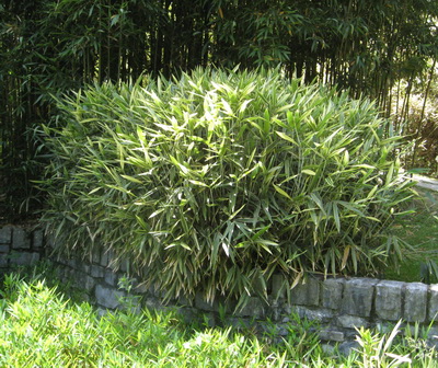 hibanobambusa-shiroshima-bambuswald Buntblättriger Hibanobambusa tranquillans Shiroshima