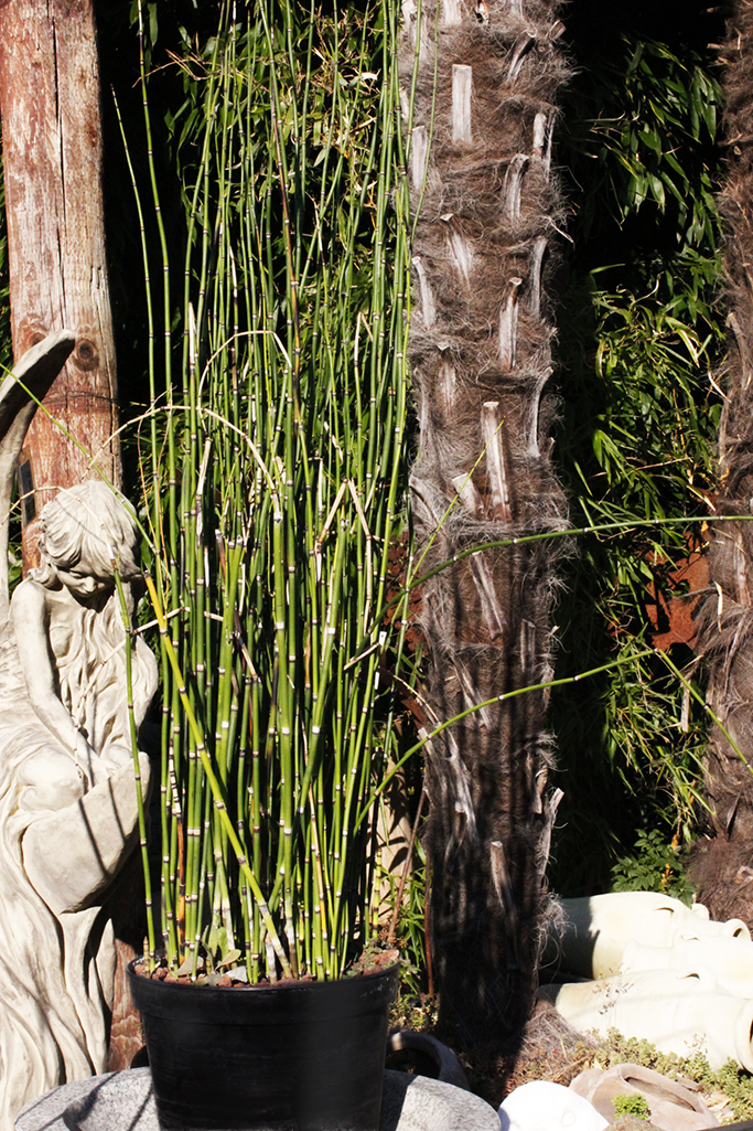equisetum Riesenschachtelhalm, Equisetum hyemale var. robustum