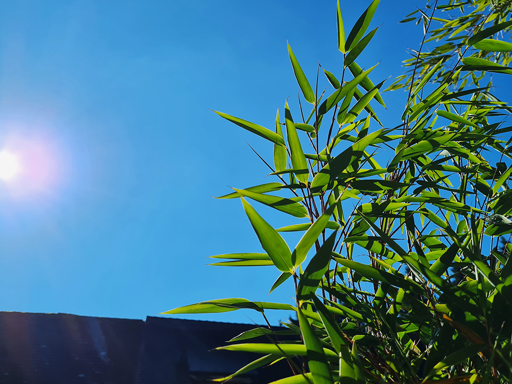 watcher5 Fargesia Watcher of the Skies