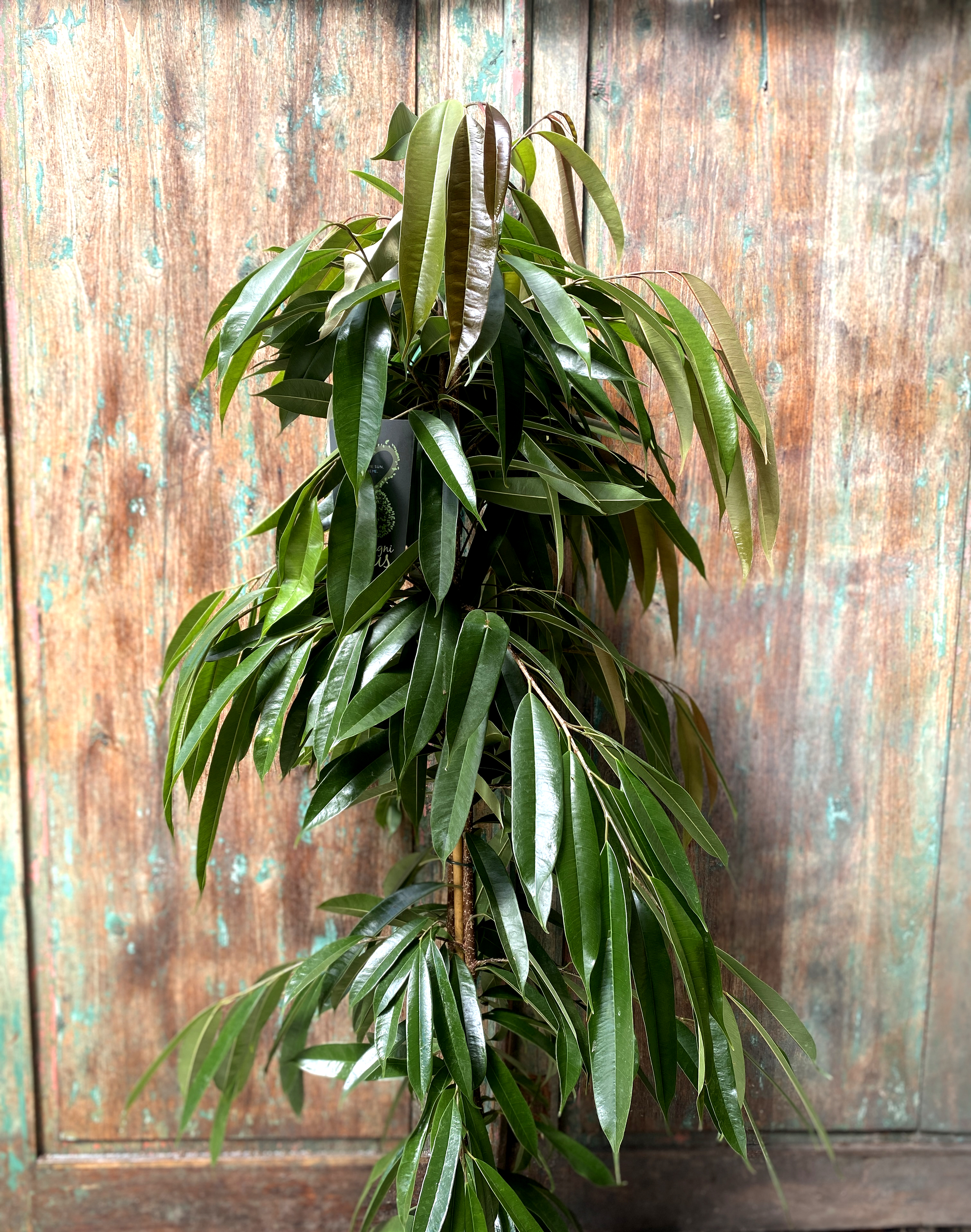 Ficus langifolia