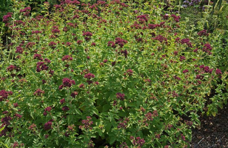 origanum-vulgare-origanum-bambuswald4 Wilder Oregano, Origanum vulgare