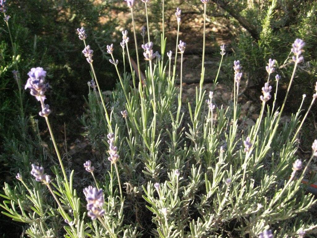 lavendel Echter Lavendel, Lavandula angustifolia