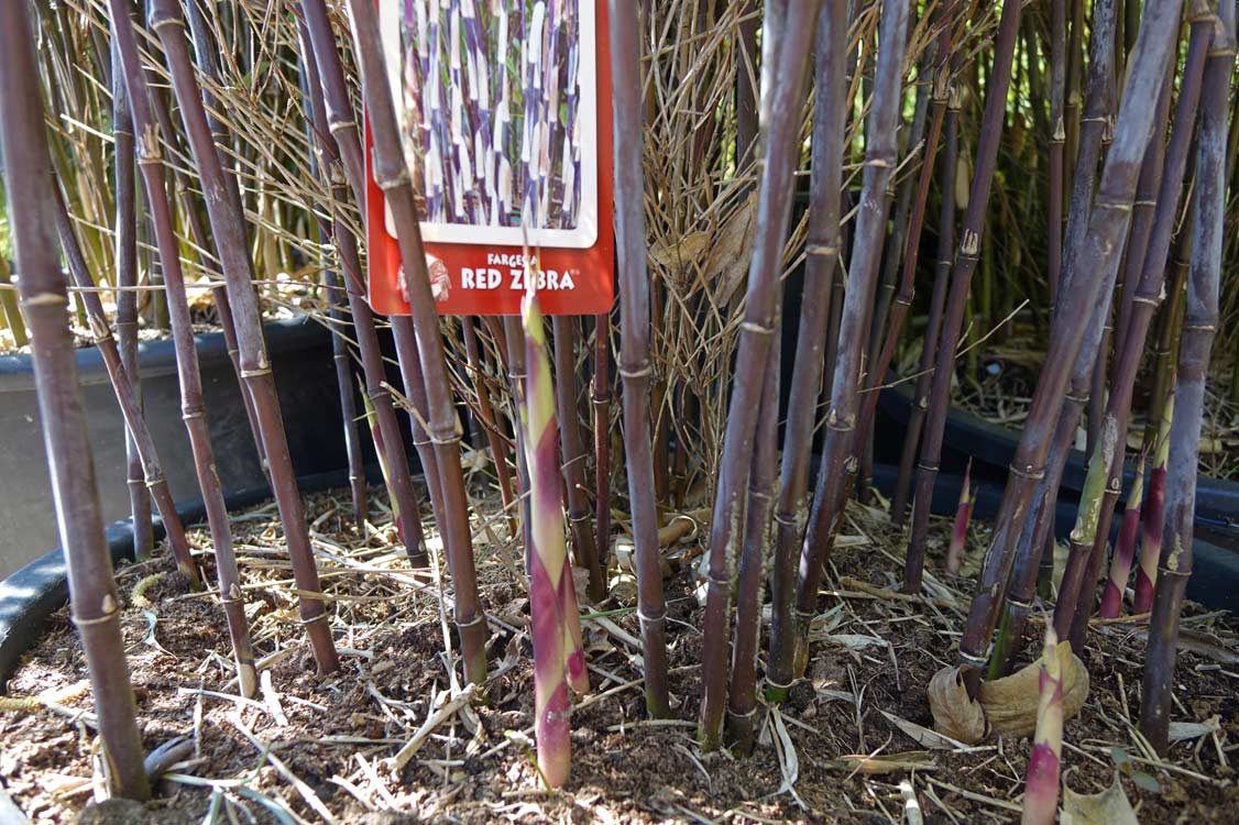 Bambus-Fargesia-Red-Zebra-_Bambuswald2 Roter Zebrabambus, Fargesia Red Zebra ®