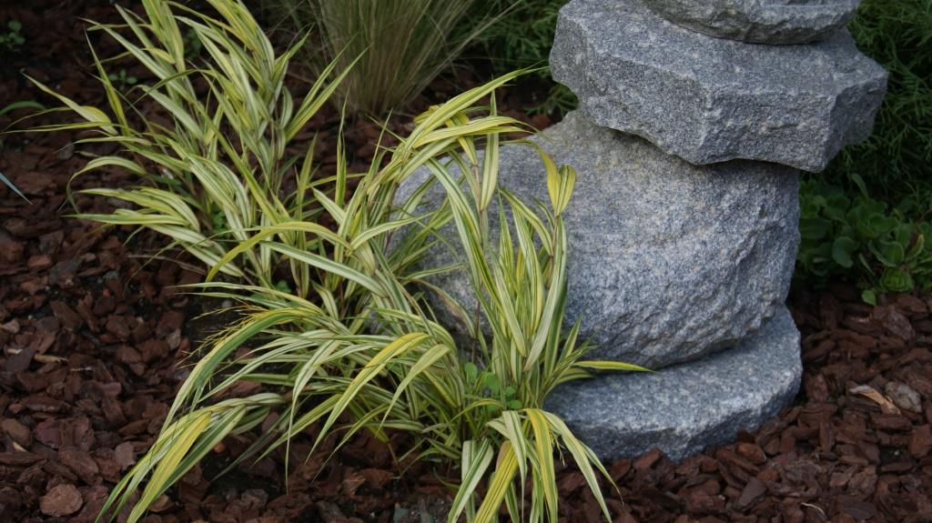 Japanisches Goldbrandgras, Hakonechloa macra Aureola