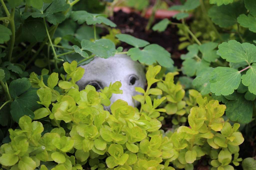 Lysmachia-G Zierpfennigkraut, Lysimachia nummularia ´Goldilocks`