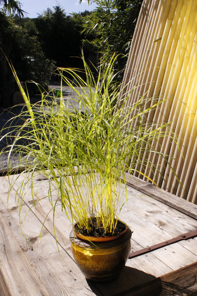 Zwerg - Zebragras, Miscanthus sinensis Little Zebra