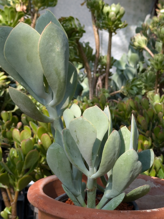 Cotyledon orbiculata var. Silver Peak