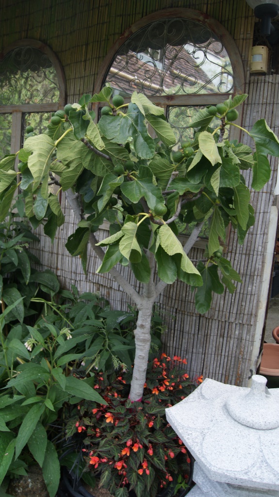 ficus-carica-feige-mediterrane-2 Ficus carica, winterharte Feige