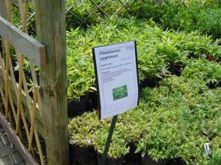 pleioblastus-pygmaeus-n2 Zwergbambus Pleioblastus pygmaeus