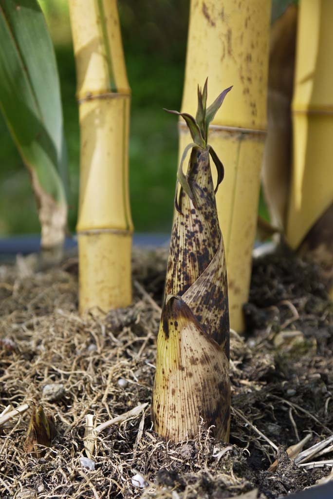 phyllostachys-aureosulcata-spectabilis-rizohm-2012-02
