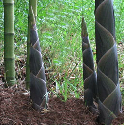 phyllostachys-atrovaginata-austrieb-bambuswald-4 Schwarzer Knospenbambus, Phyllostachys atrovaginata