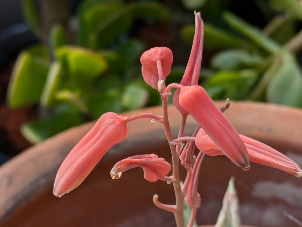 Aloes-white-fox5 Aloe white Fox