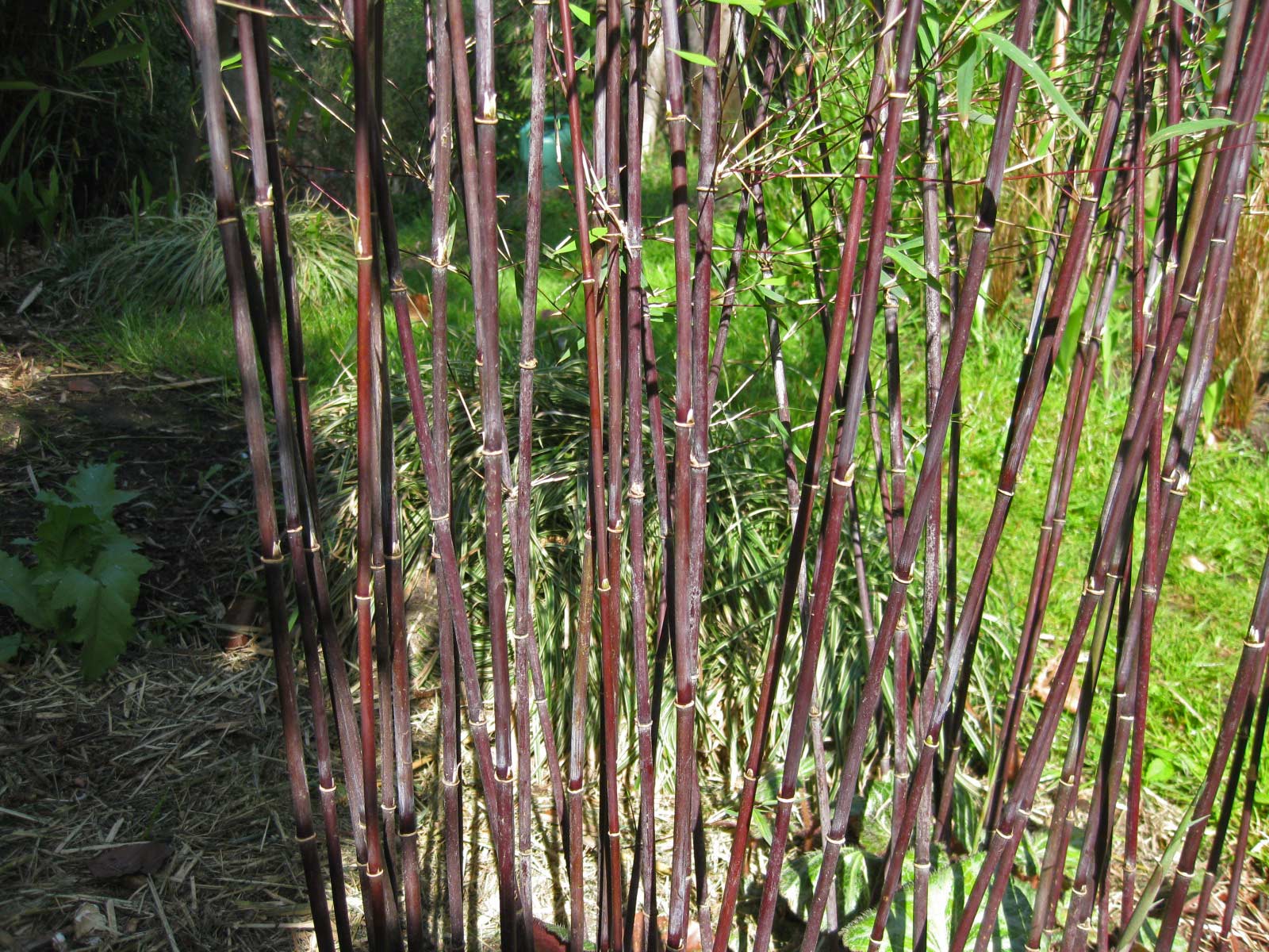 Bambus-fargesie-nitida-jiuzhaigou-deep-purple-detail-5 Fargesia jiuzhaigou Deep Purple