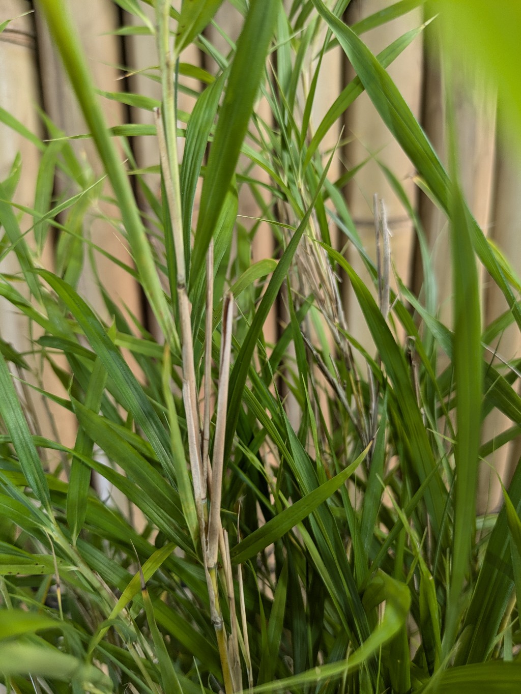 Pleioblastus-linecris3 Zwergbambus, Pleioblastus linearis