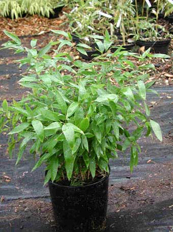 shibatea20kumasaca_gal Kleiner Bambus Shibataea kumasaca, Mäusedorn Bambus