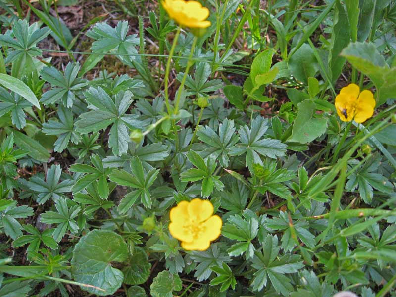 potentilla-neumanniana-bambuswald1 Frühlings-Fingerkraut, Potentilla verna
