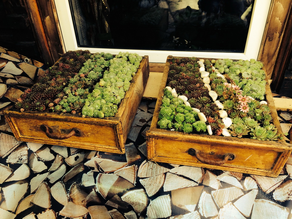 Sempervivum Dachwurz, Sempervivum in Sorten