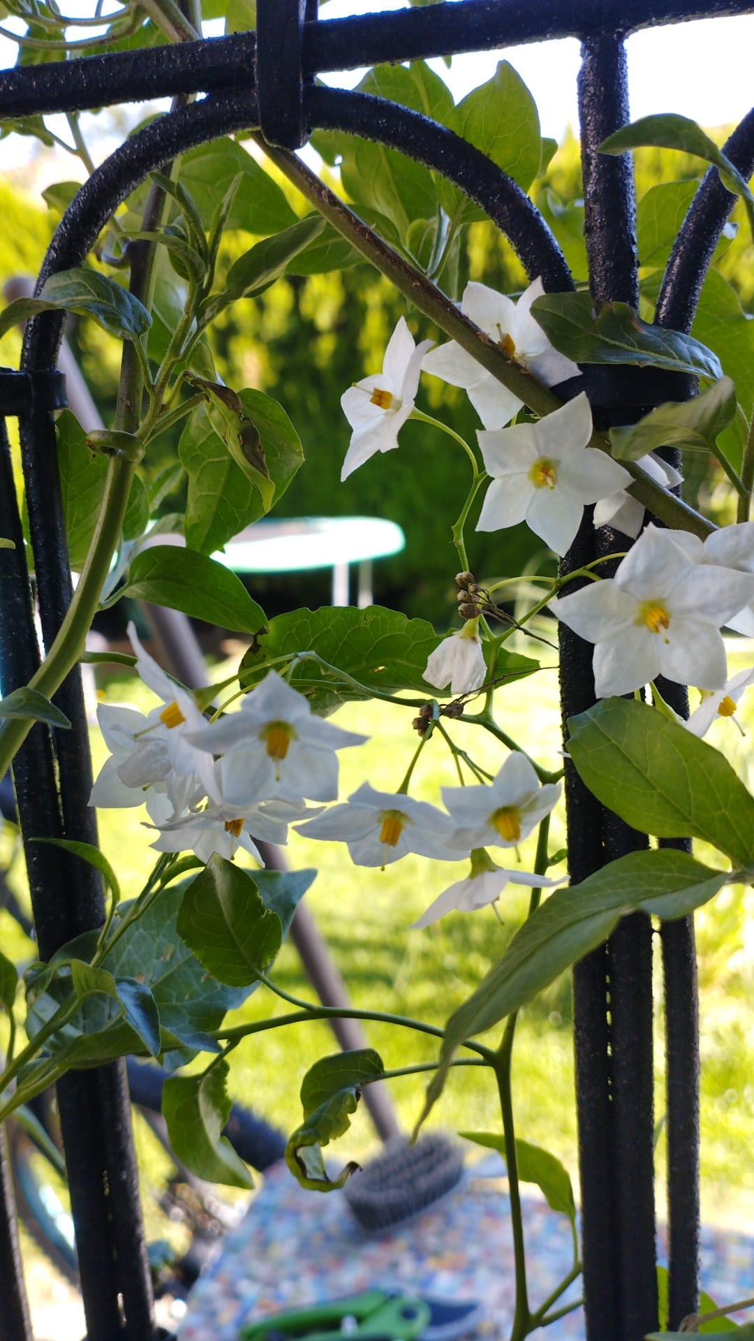 Jasminodes Solanum jasminoides, weißes Solanum