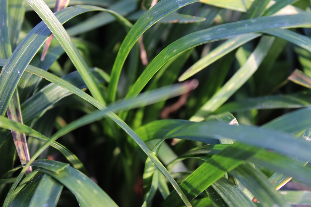 IMG_8874 Glöckchentraube - Liriope muscari Monroe White
