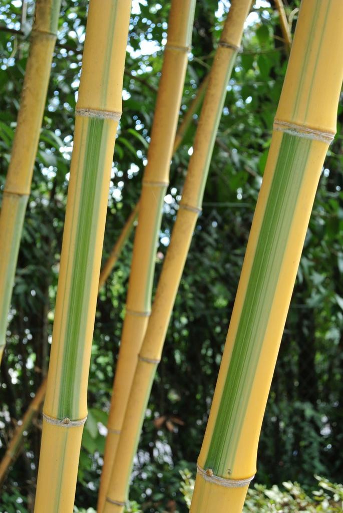 Phyllostachys-castellonis Golden Brillant Bambus, Phyllostachys bambusoides Castillonis