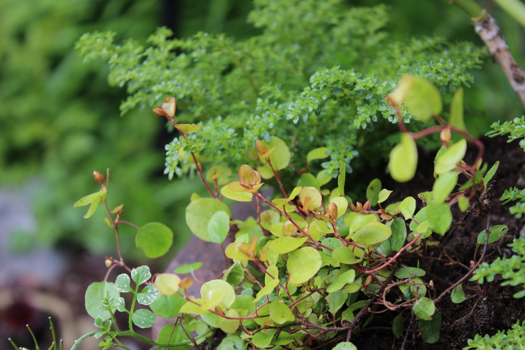 Muehlenbeckia3 Mühlenbeckie, Muehlenbeckia complexa