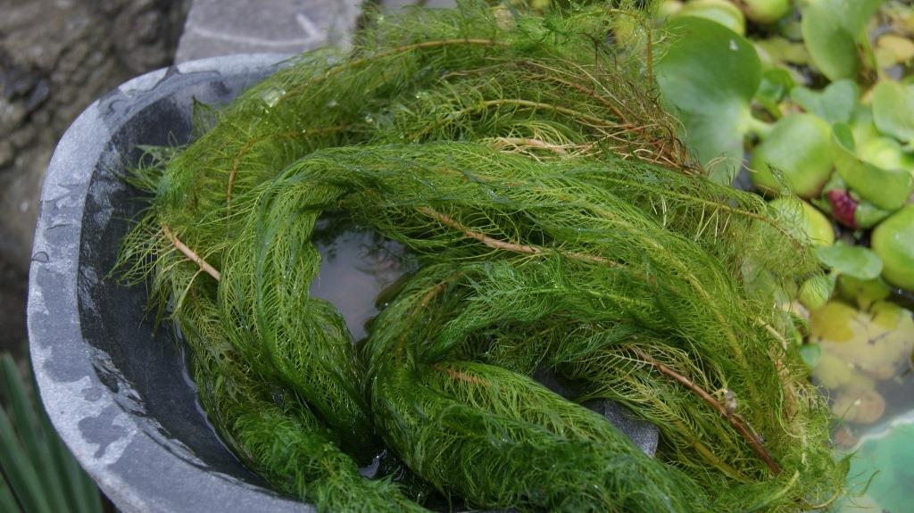 myriophyllum-verticillatum-tausenblatt Myriophyllum crispata, Tausendblatt
