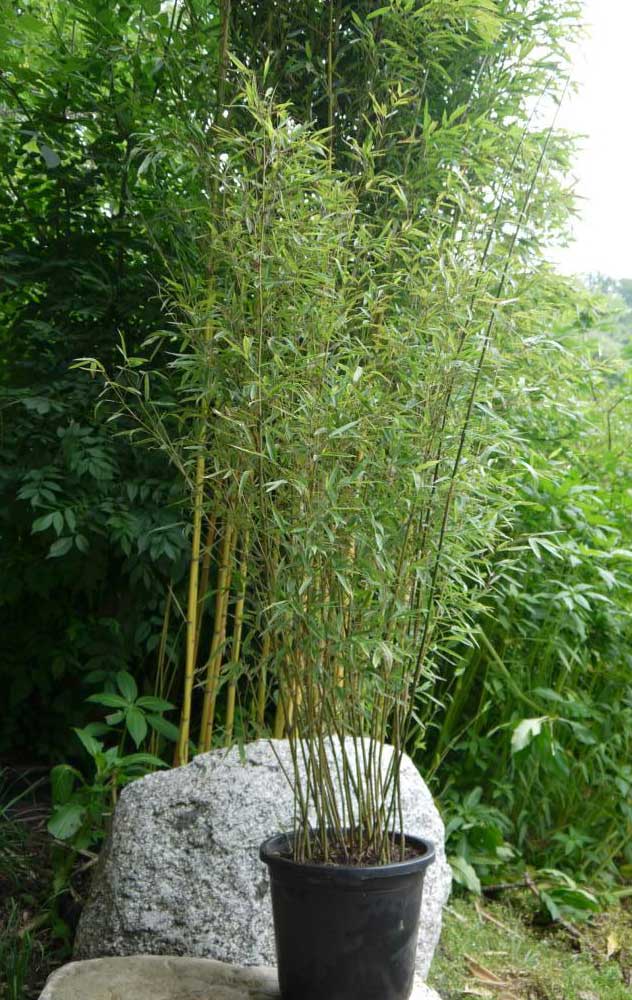 phyllostachys-humilis-bambuswald-1 Bronze Bambus, Phyllostachys humilis
