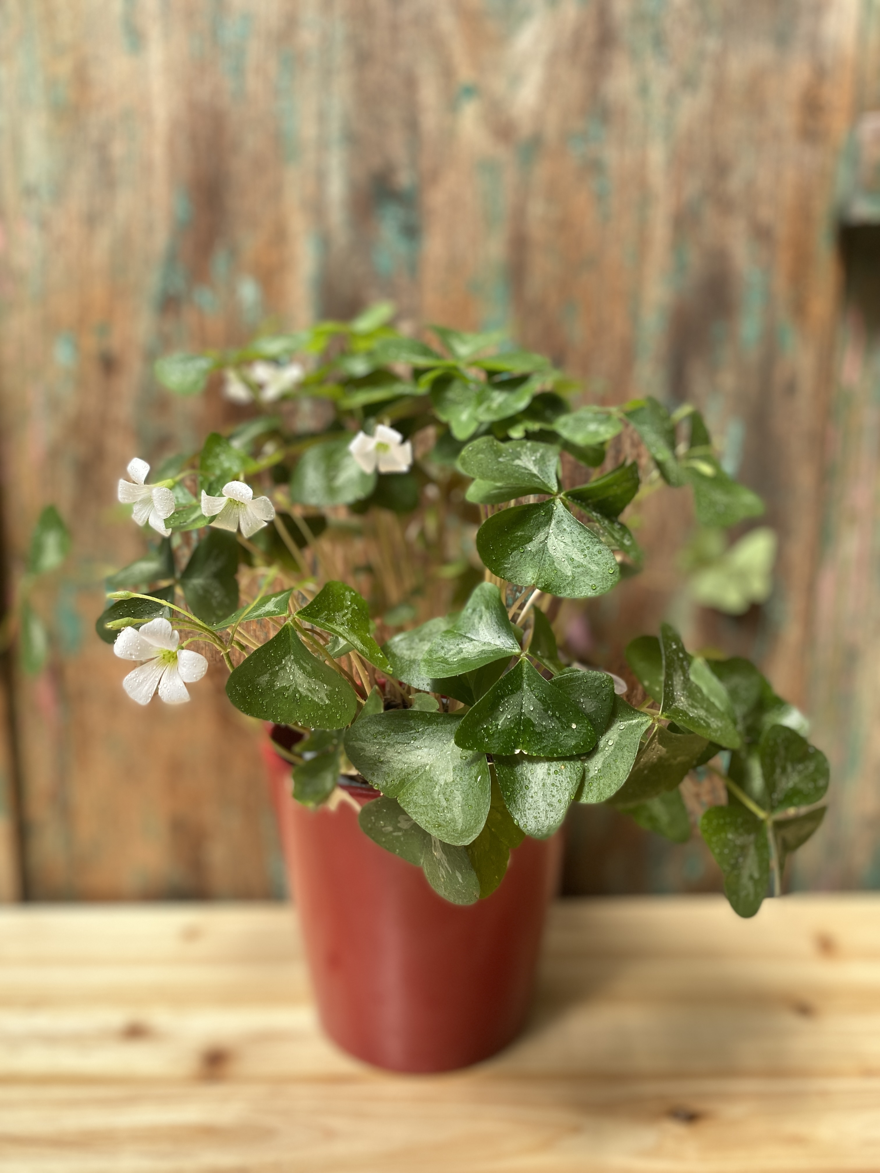 Grüner Klee "Oxalis triangularis"